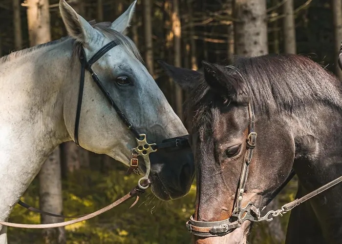 Tatil Evi Caloroczny Borsk